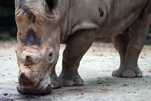 Närbild Skott Vit Noshörning Eller Square Lipped Rhino Ceratotherium Simum — Stockfoto