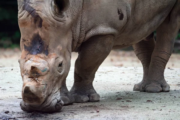 A closeup shot of a  white rhinoceros or square-lipped rhino Ceratotherium simum head while playing in a park in singapore. Nature photo colorful wildlife image