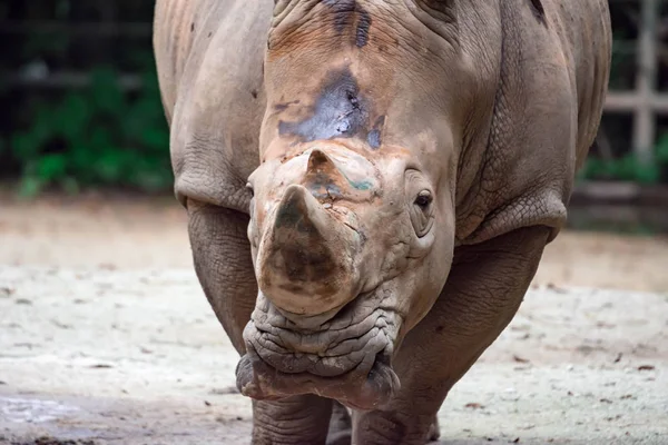 A closeup shot of a  white rhinoceros or square-lipped rhino Ceratotherium simum head while playing in a park in singapore. Nature photo colorful wildlife image