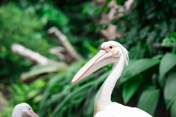 Primer Plano Cabeza Pájaro Pelícano Pelecanus Mientras Curiosamente Mira Parque —  Fotos de Stock