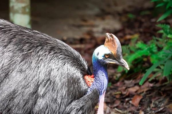 A closeup shot of a Cassowary bird Casuarius in a park somewhere in Singapore. A colorful wildlife photo with green nature background — Stock Image Closeup Shot Cassowary Bird Casuarius Park Somewhere Singapore Colorful Wildlife Royalty Free Stock Photos