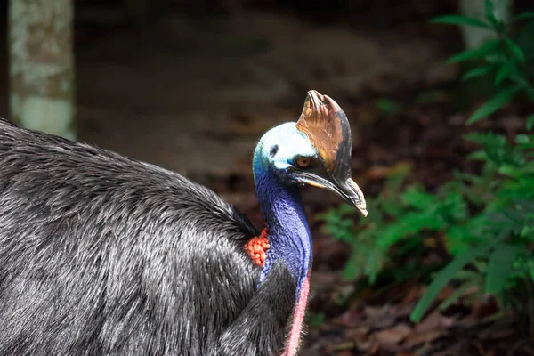 A closeup shot of a Cassowary bird Casuarius in a park somewhere in Singapore. A colorful wildlife photo with green nature background — Stock Image Closeup Shot Cassowary Bird Casuarius Park Somewhere Singapore Colorful Wildlife Stock Picture