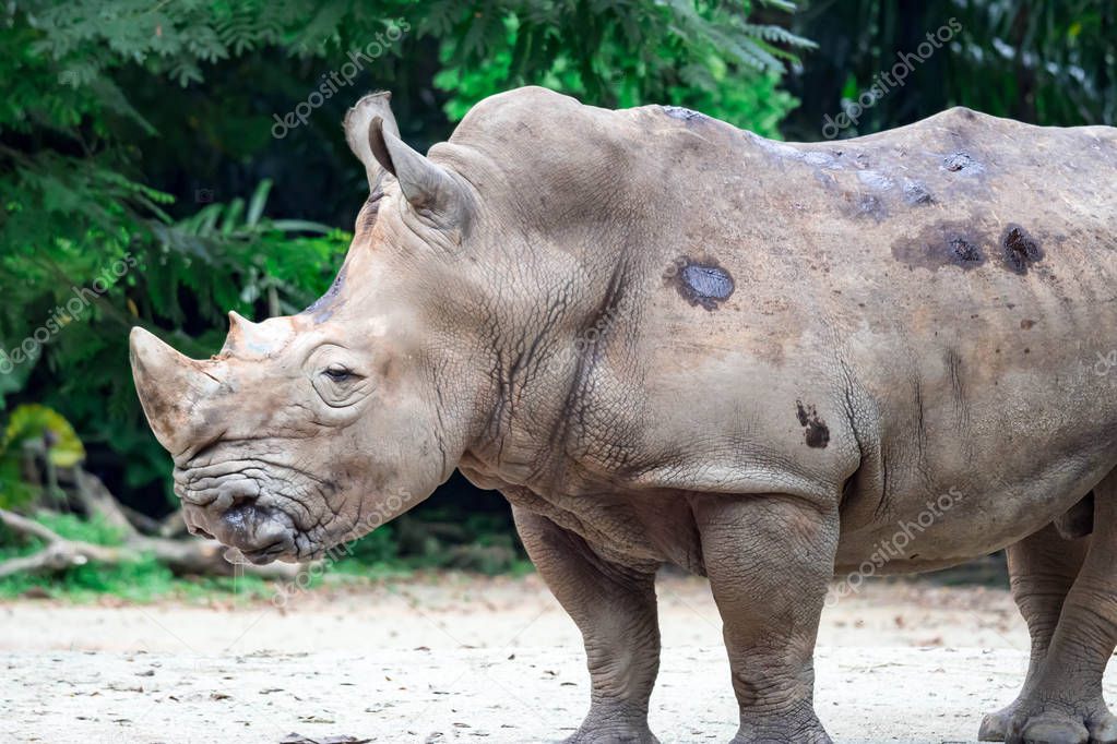 A closeup shot of a  white rhinoceros or square-lipped rhino Ceratotherium simum head while playing in a park in singapore. Nature photo colorful wildlife image