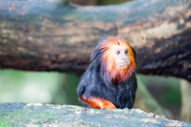 Altın başlı aslan pembe maymun Leontopithecus chrysomelas edip merakla Chordata portre fotoğrafını. Renkli yaban hayatı fotoğraf