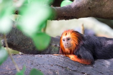 Altın başlı aslan pembe maymun Leontopithecus chrysomelas edip merakla Chordata portre fotoğrafını. Renkli yaban hayatı fotoğraf