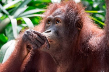 Borneo orangutan Pongo pygmaeus süre oturan ve merakla arıyorsunuz bir portre fotoğraf. Yeşil arka plana sahip renkli yaban hayatı fotoğraf