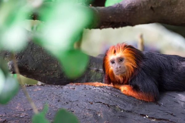 一个特写镜头拍摄的金头狮子 Tamarin Leontopithecus Chordata 而好奇地看着 五颜六色的野生动物照片 — 图库照片