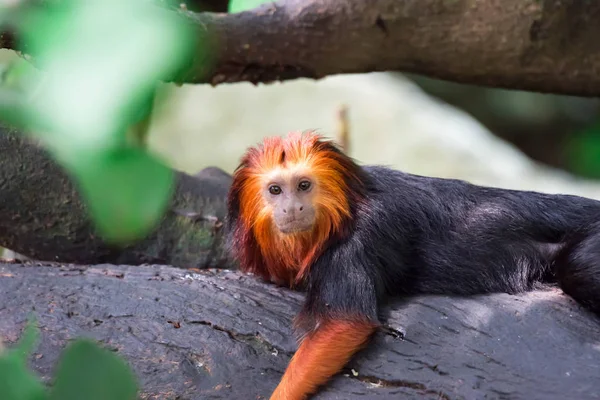 Primer Plano Tamarín León Cabeza Dorada Leontopithecus Chrysomelas Chordata Mientras — Foto de Stock