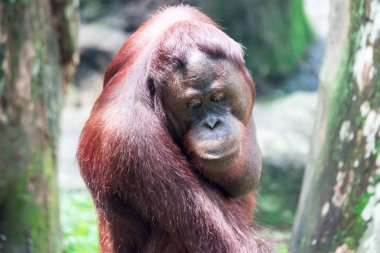 Bir ortak şempanze Pan troglodytes ararken geri Asya herhangi bir yerinde bir Hayvanat Bahçesi