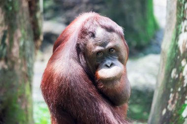 Geri seviyesindeki ararken bir ortak şempanze Pan troglodytes. Renkli yaban hayatı fotoğraf