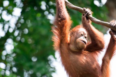 Borneo orangutan bir asma üzerinde asılı ve bambu yemek ise Pongo pygmaeus bir portre fotoğraf. Bir anne ve çocuk Borneo orangutan Pongo pygmaeus ait fotoğraf