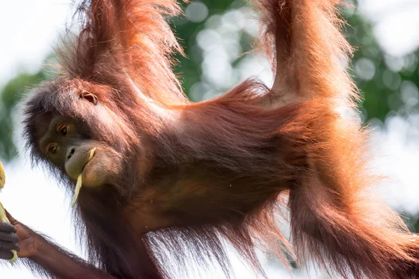 Крупный План Рожденного Орангутана Pongo Pygmaeus Висящего Виноградной Лозе Поедающего — стоковое фото