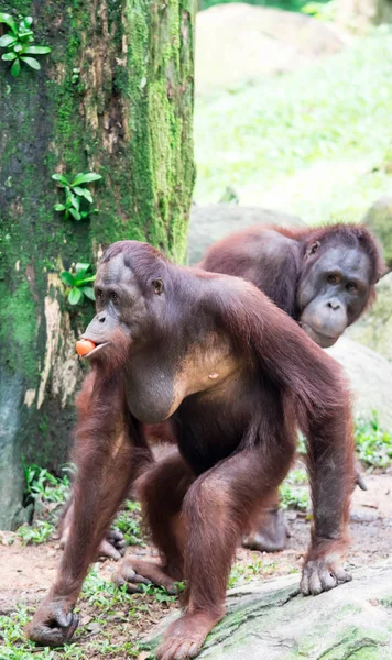 A common chimpanzee Pan troglodytes while walking and eating fruits in a zoo. A colorful wildlife photo