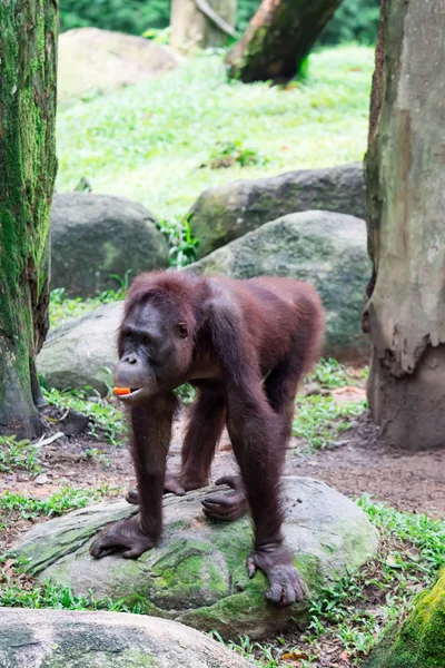 Ein Gemeiner Schimpanse Pfanne Troglodytes Beim Gehen Und Essen Von — Stockfoto