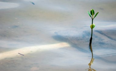 Sıcak bir yaz günü sırasında bir kumsal beldesinde izole okyanus su üzerinde büyüyen bir küçük bitki