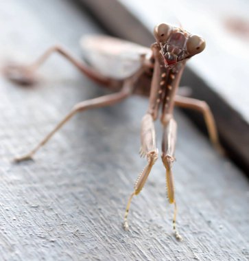 makroyu kapatın atış bir etobur rengi kahverengi praying Mantis ahşap tahta üzerinde yürürken