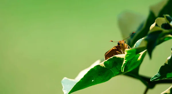 Macro Close Shot Yellow Moth Spreading Antenae While Resting Leaf — Stock Photo, Image