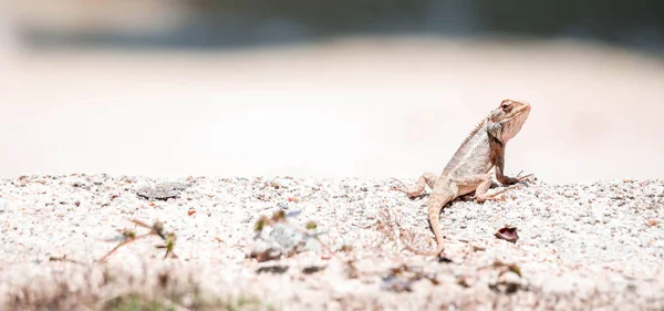 Brett Makro Närbild Skott Kameleont Agamids Utbytbara Ödla Calotes Versicolor — Stockfoto