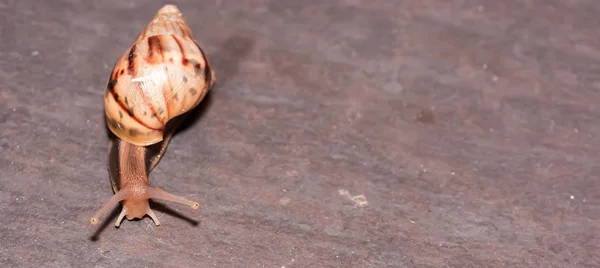 一个棕色蜗牛的宏观特写镜头 而爬行在棕色地板上 专注于它的头和长眼睛 — 图库照片