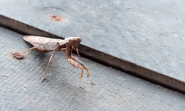 Macro Close Shot Carnivorous Color Brown Praying Mantis While Walking — Stock Photo, Image