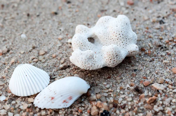 Макроснимок Белой Скорлупы Кораллов Размещенных Вершине Коричневого Песка Пляже Жаркий — стоковое фото