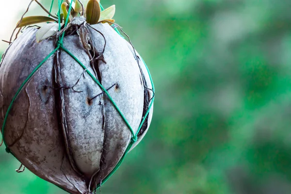 Macro Close Shot Coconut Fruit Hush Being Used Hanging Plant — Stock Photo, Image