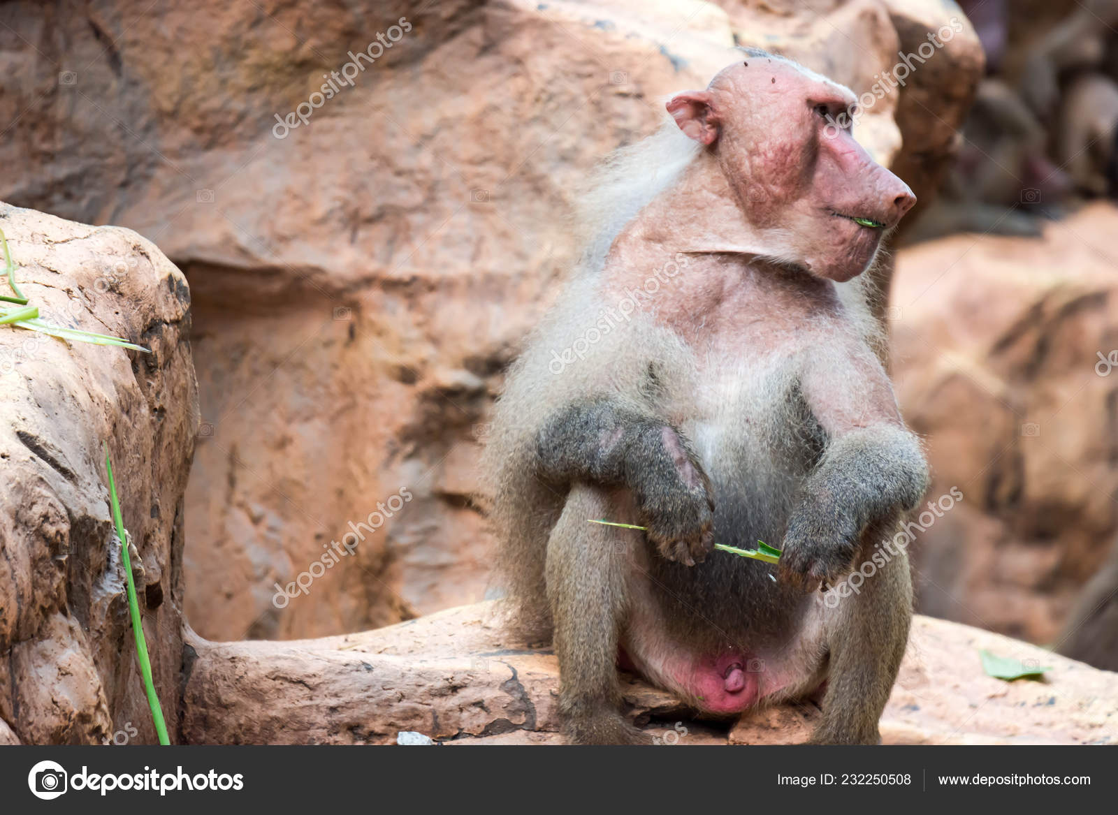 166 Ugly Monkey Pictures Ugly Monkey Stock Photos Images Depositphotos