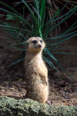 Süre ayakta ve Singapur Hayvanat Bahçesi çevrenin dikkatli çöl faresi