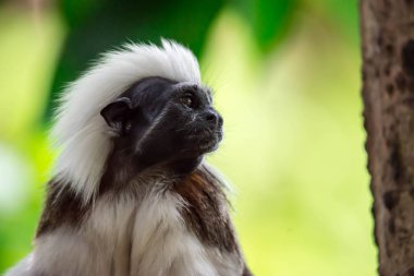 Close up shot of a cotton top tamarin while looking and observing with green blurry background clipart