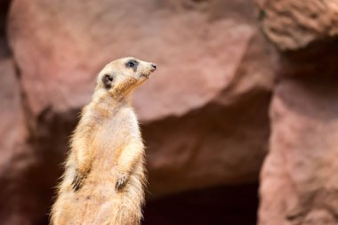 Süre ayakta ve Singapur Hayvanat Bahçesi çevrenin dikkatli çöl faresi