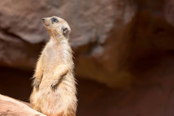 Meerkat While Standing Being Watchful Environment Zoo Singapore — Stock Photo, Image