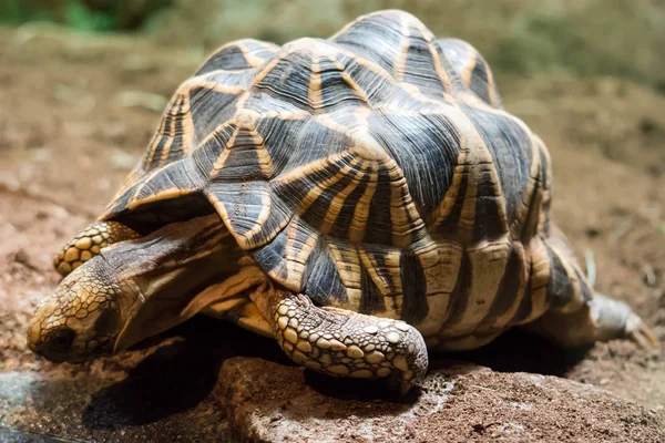 Polughshare Sköldpadda Samtidigt Undersöka Jord Med Fokus Sitt Skal Djurpark — Stockfoto