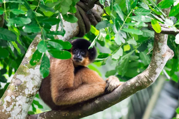 Πίθηκος Αράχνη Ενώ Κάθεται Και Κρύβονται Δάση Ζωολογικό Κήπο Της — Φωτογραφία Αρχείου