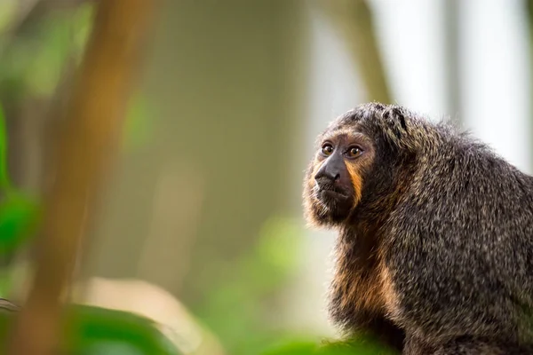 Primer Plano Enfoque Cabeza Capuchino Marrón Con Fondo Borroso Verde — Foto de Stock