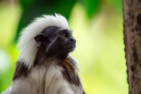 关闭一个棉花顶 Tamarin 的镜头 同时寻找和观察与绿色模糊的背景 — 图库照片