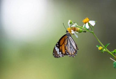 Makro çekim bazı nektar alma konusunda ise turuncu bir kelebek bir