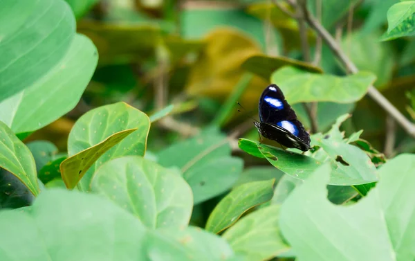 Macro tiro de uma borboleta preta com folhas embaçadas verdes backgro — Fotografia de Stock