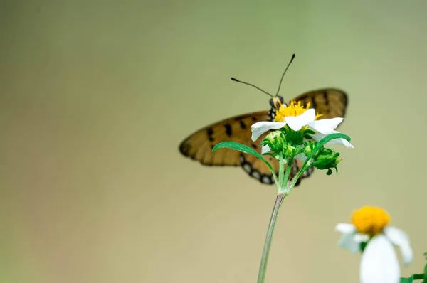 Macro shot of a yellow flower with blurry butterfly background w — Stock Photo, Image