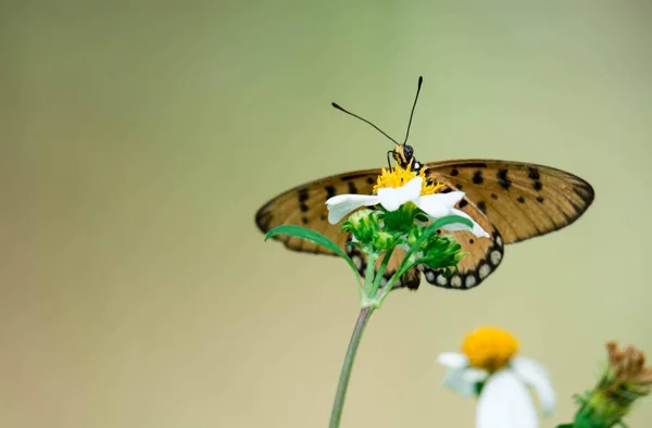 Macro shot of a yellow flower with blurry butterfly background w — Stock Photo, Image