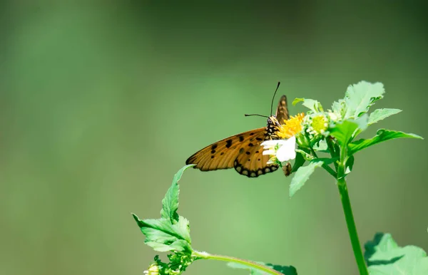 Makro çekim bazı nektar alma konusunda ise turuncu bir kelebek bir — Stok fotoğraf