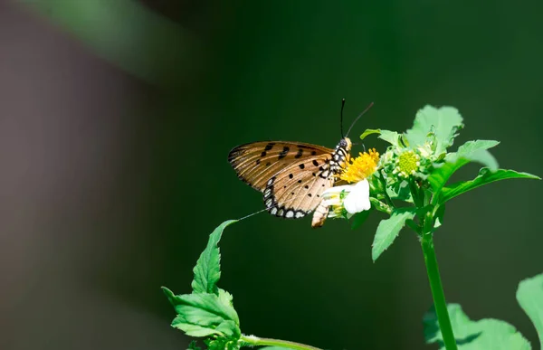 Makro çekim bazı nektar alma konusunda ise turuncu bir kelebek bir — Stok fotoğraf