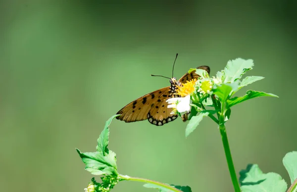 Makro çekim bazı nektar alma konusunda ise turuncu bir kelebek bir — Stok fotoğraf