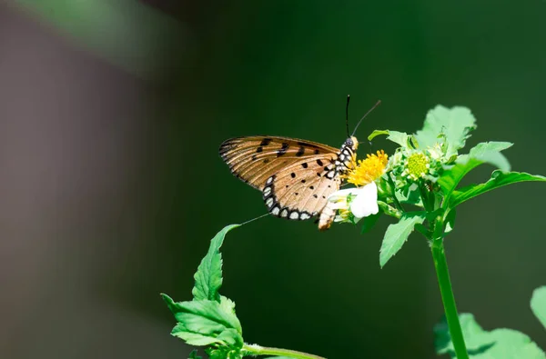 Makro çekim bazı nektar alma konusunda ise turuncu bir kelebek bir — Stok fotoğraf