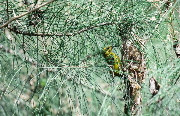 Un arbusto verde de hojas con colibrí escondiéndose de él y fijando — Foto de Stock