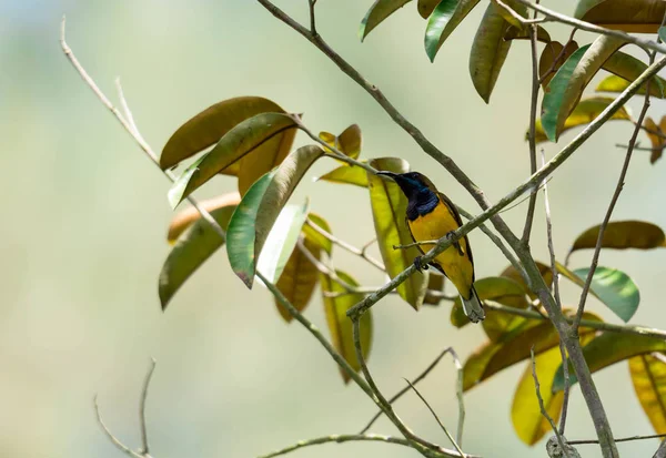 Zooma bild av en kolibri medan de vilar på träd stam tittar fo — Stockfoto
