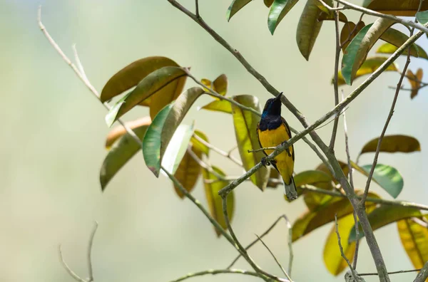 Zoom di un colibrì mentre riposa sul fusto dell'albero cercando fo — Foto Stock