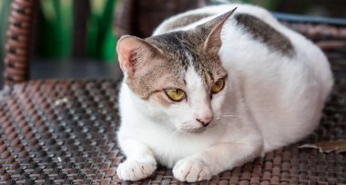Som ahşap bir sandalye üzerinde dinlenme sırasında beyaz ve Gri kedi