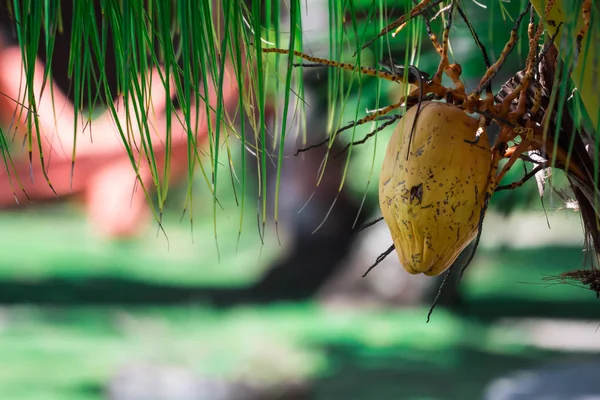 녹색 블러와 코코넛 나무에 매달려 단일 코코넛 열매 — 스톡 사진