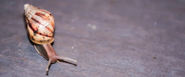 Um tiro macro closeup de um caracol marrom enquanto rastejando em fl marrom — Fotografia de Stock