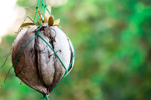 Macro close up shot of a coconut fruit hush being used as hangin — Stock Photo, Image